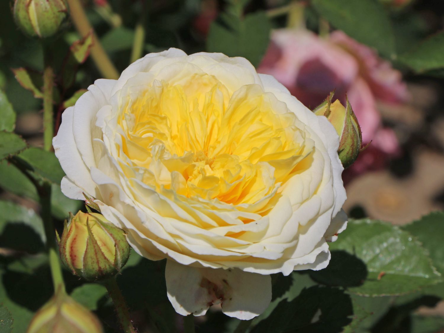 Englische Rose 'The Pilgrim' ®