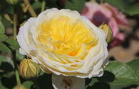 Englische Rose 'The Pilgrim' ®