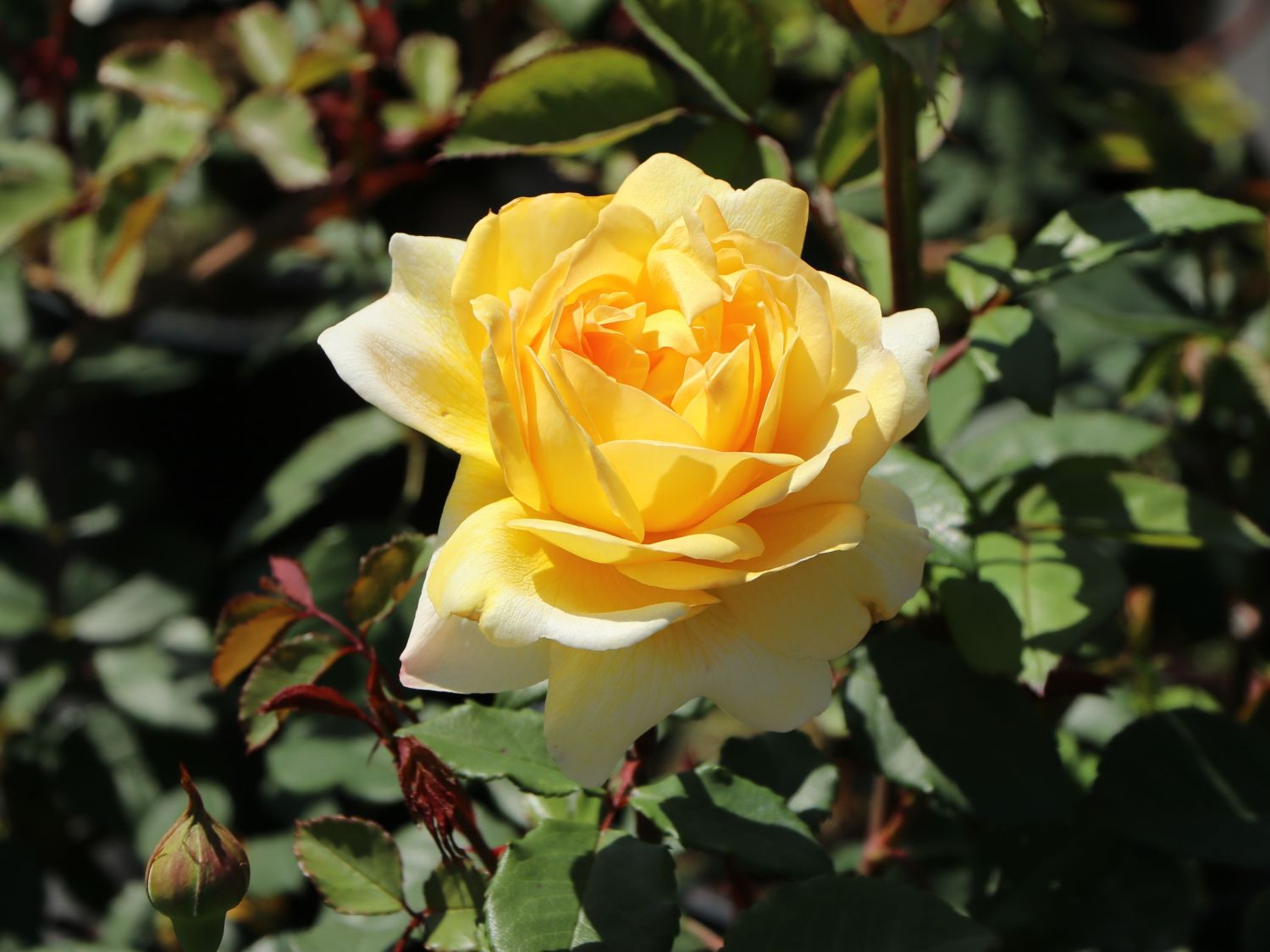 Englische Rose 'The Poet's Wife'