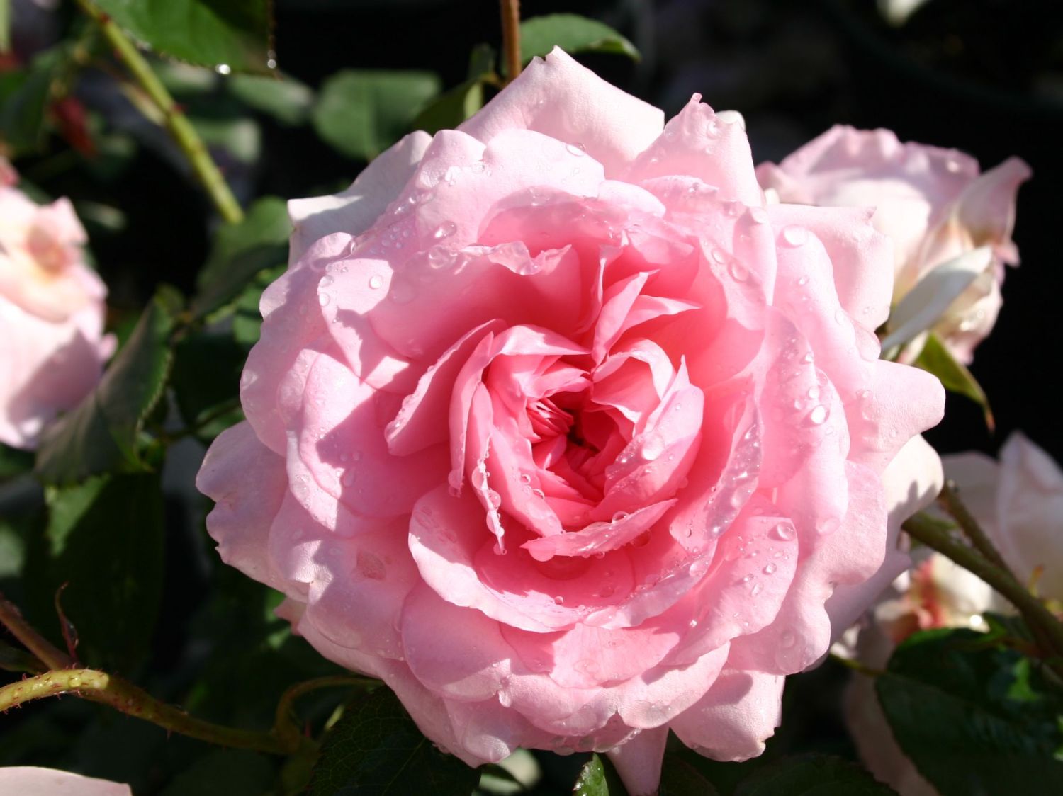 Englische Rose 'Wife of Bath'