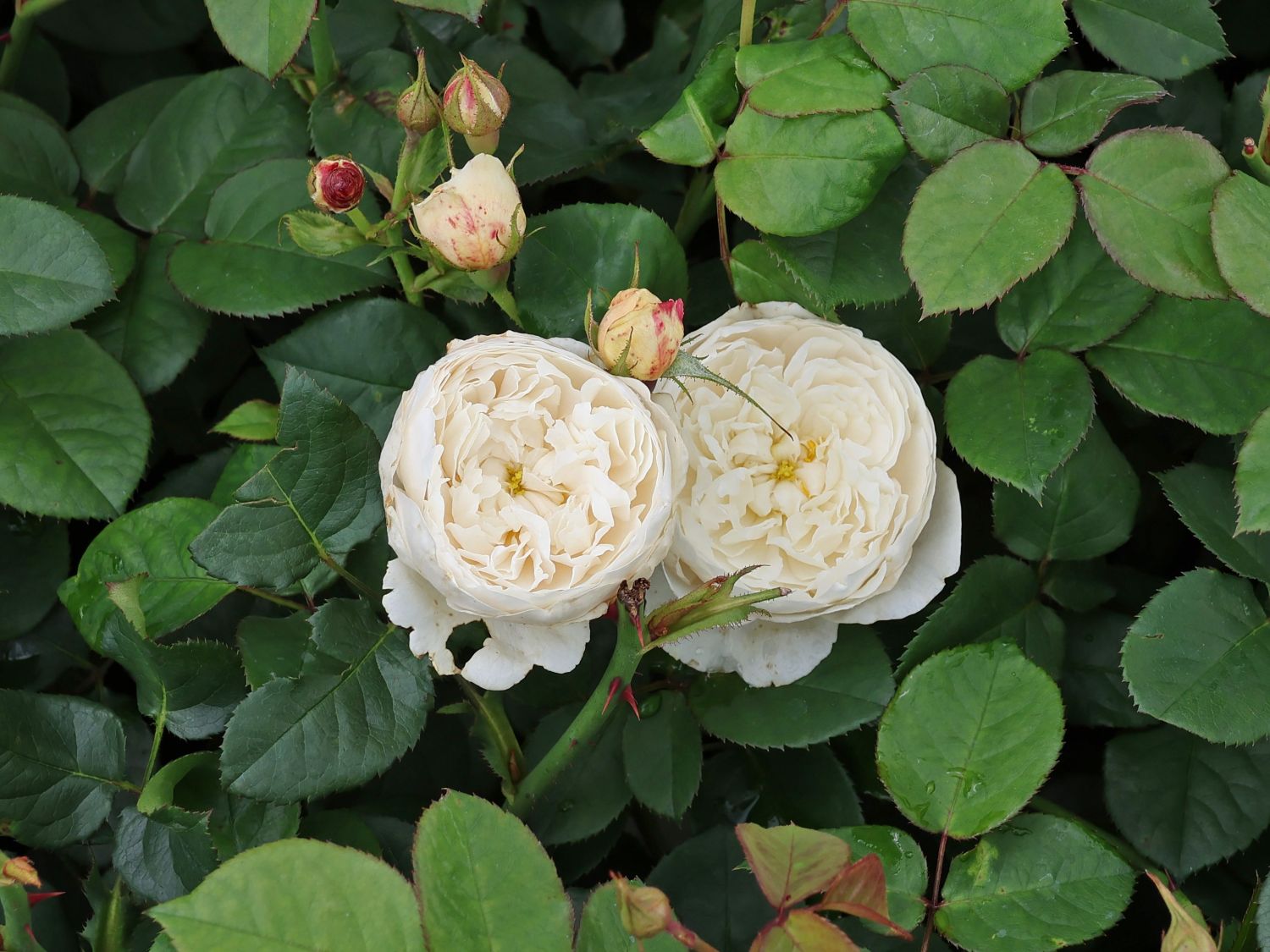 Englische Rose 'William and Catherine'
