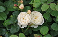 Englische Rose 'William and Catherine'