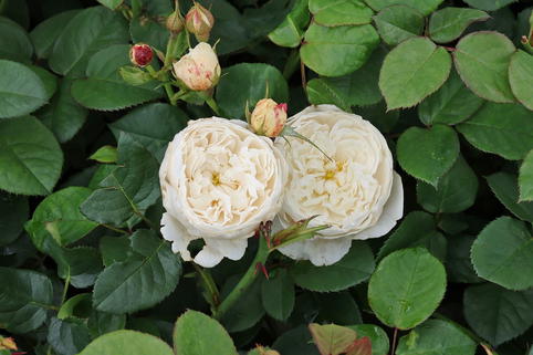 Englische Rose 'William and Catherine' - Rosa 'William and Catherine'