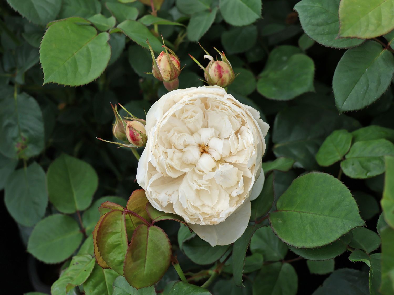 Englische Rose 'William and Catherine' - Rosa 'William and Catherine'