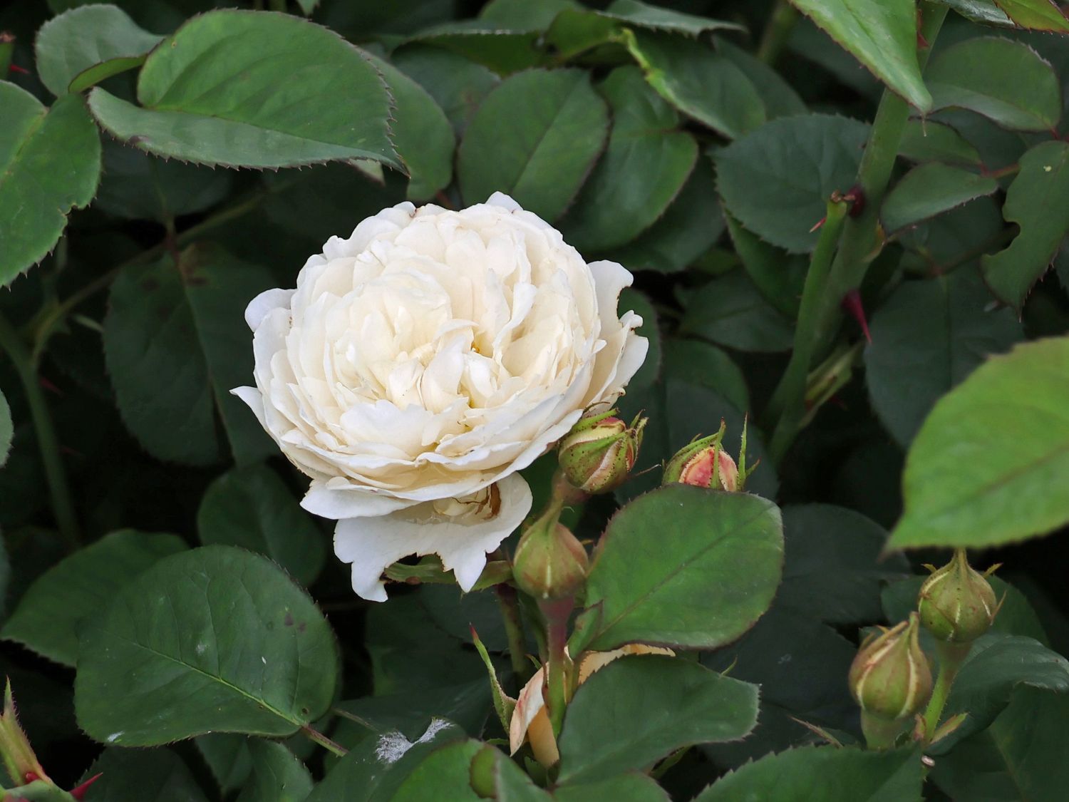 Englische Rose 'William and Catherine' - Rosa 'William and Catherine'
