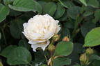 Englische Rose 'William and Catherine' - Rosa 'William and Catherine'