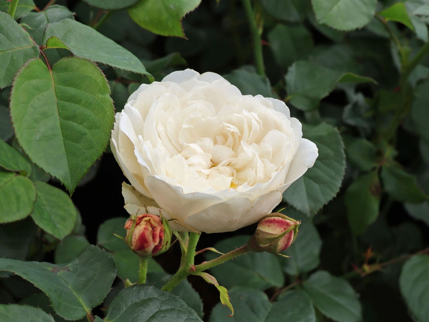 Englische Rose 'William and Catherine' - Rosa 'William and Catherine'