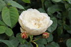 Englische Rose 'William and Catherine' - Rosa 'William and Catherine'