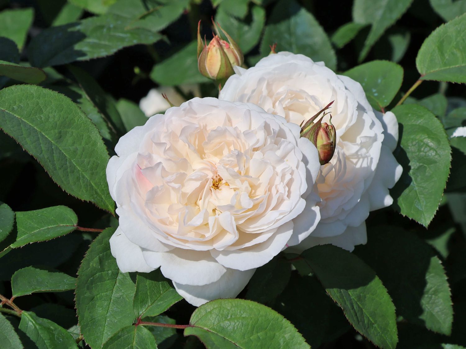 Englische Rose 'Winchester Cathedral' ®