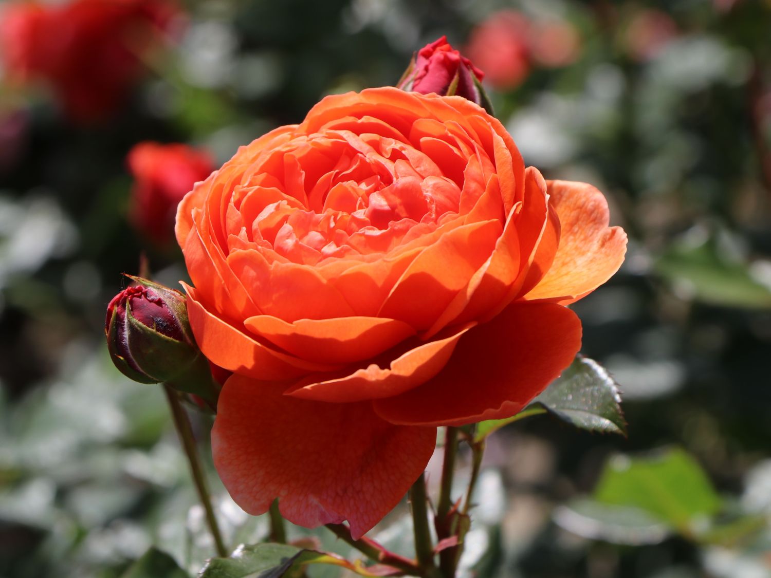 Englische Strauchrose 'Summer Song'
