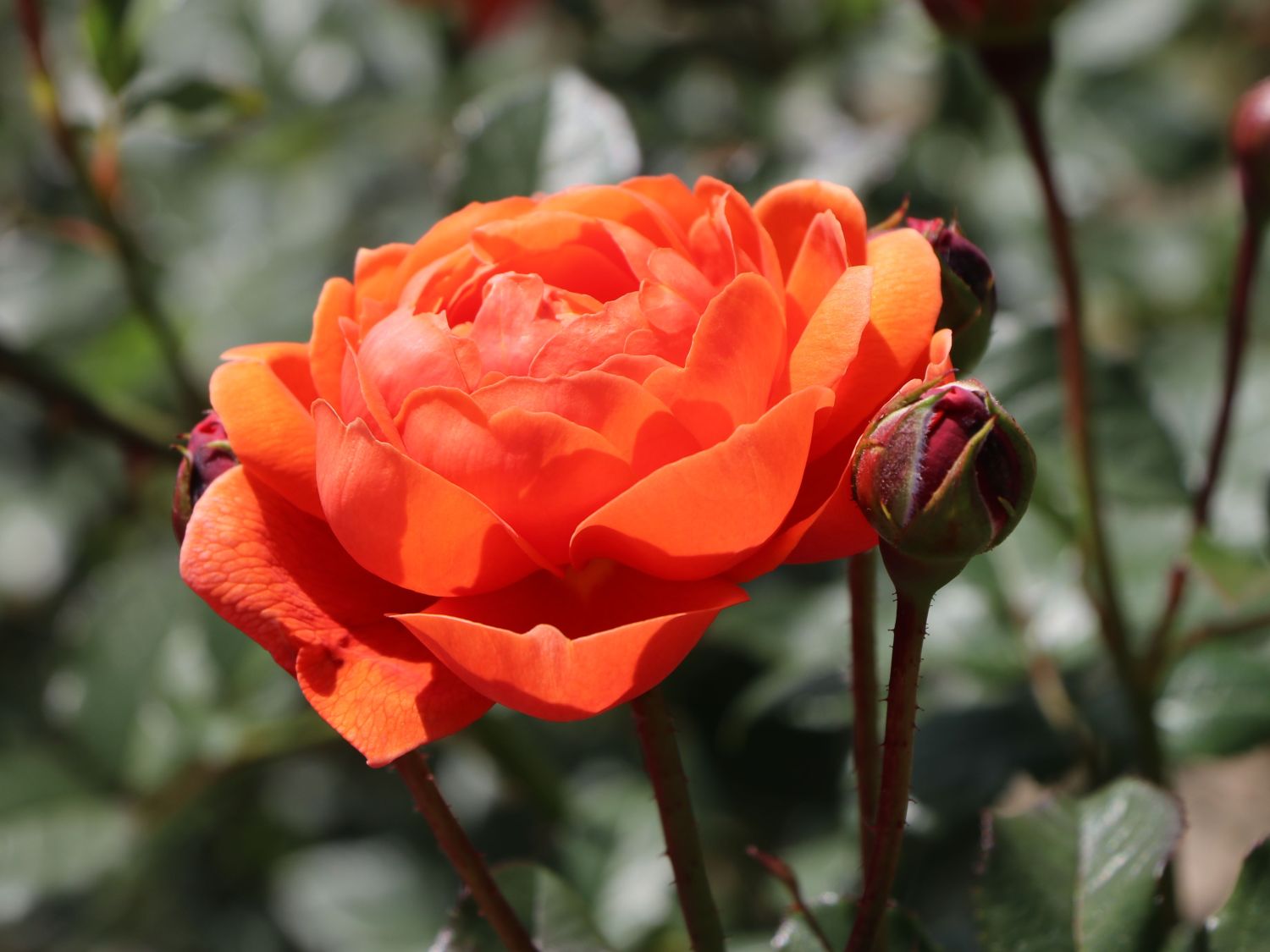 Englische Strauchrose 'Summer Song' - Rosa 'Summer Song'