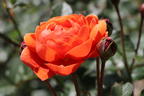Englische Strauchrose 'Summer Song' - Rosa 'Summer Song'
