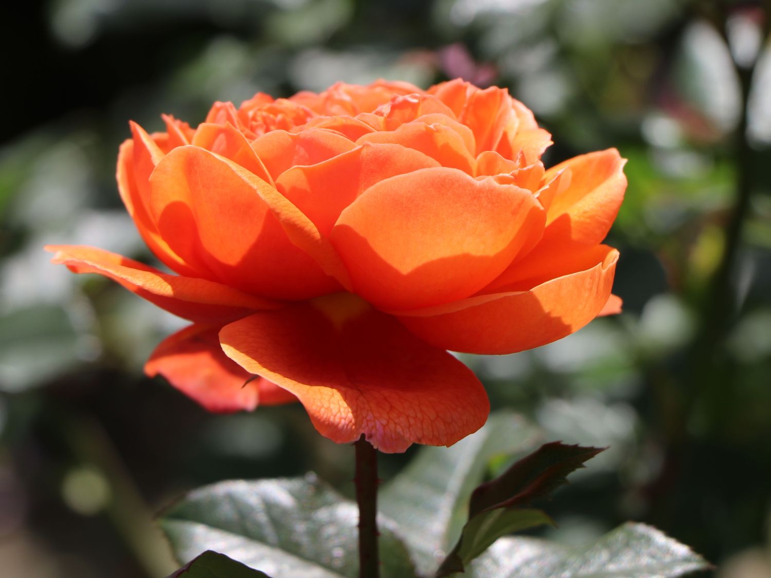 Englische Strauchrose 'Summer Song' - Rosa 'Summer Song'