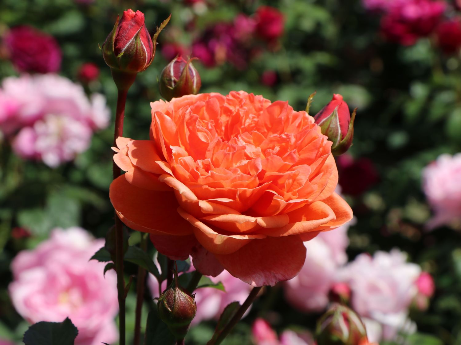 Englische Strauchrose 'Summer Song' - Rosa 'Summer Song'