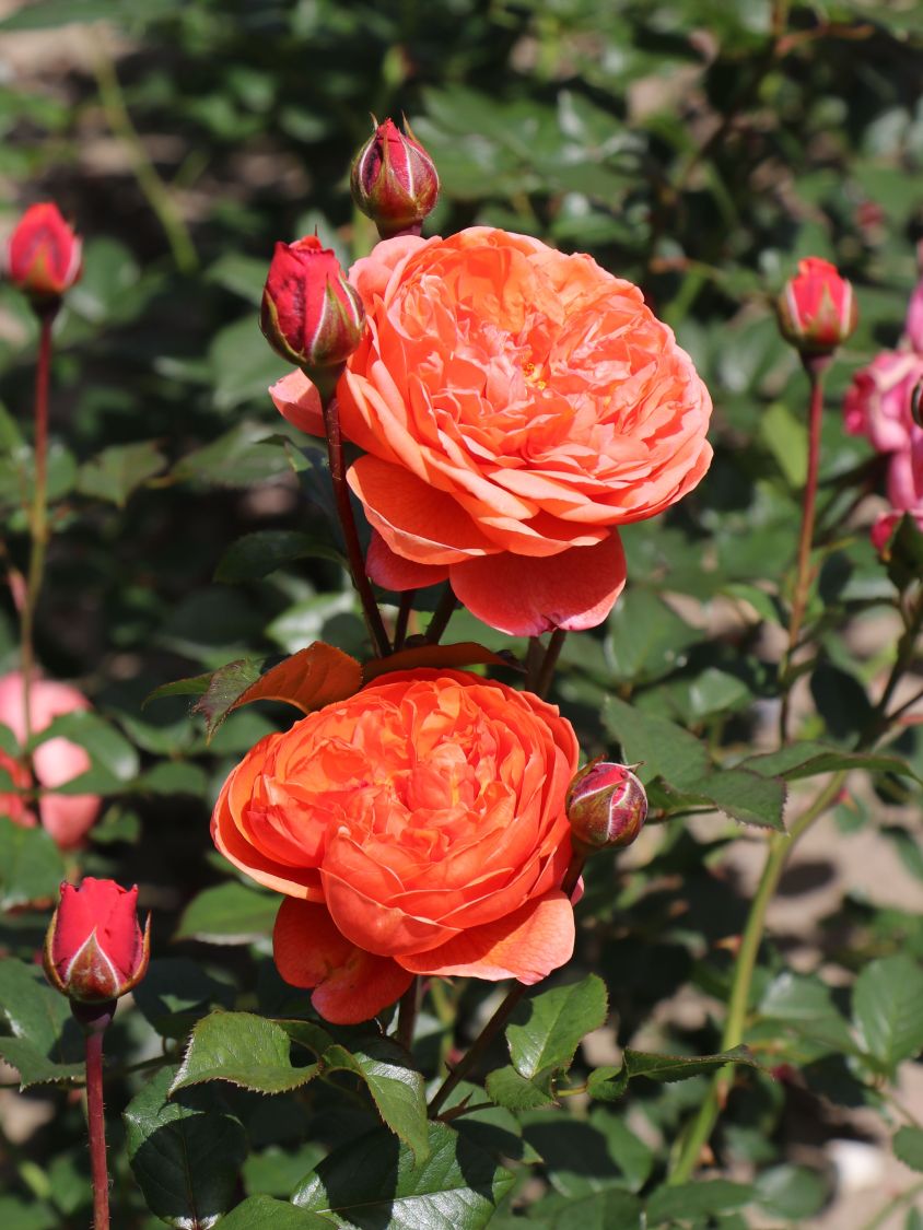 Englische Strauchrose 'Summer Song' - Rosa 'Summer Song'