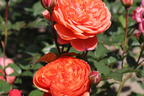 Englische Strauchrose 'Summer Song' - Rosa 'Summer Song'