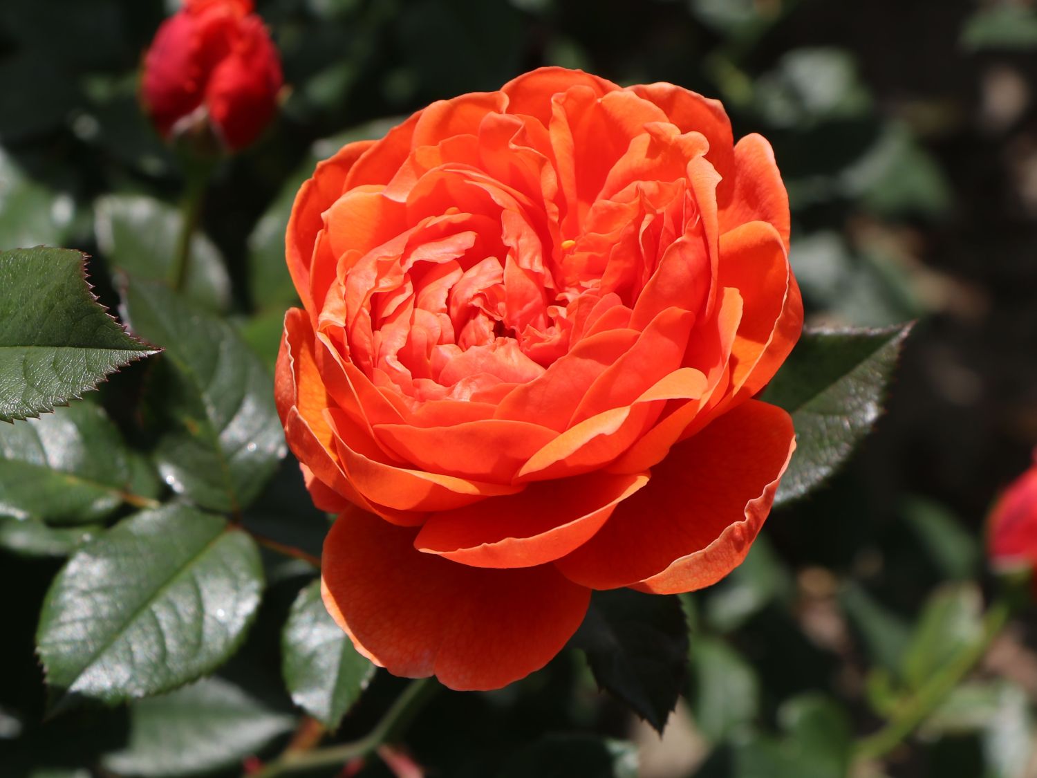 Englische Strauchrose 'Summer Song' - Rosa 'Summer Song'