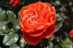 Englische Strauchrose 'Summer Song' - Rosa 'Summer Song'