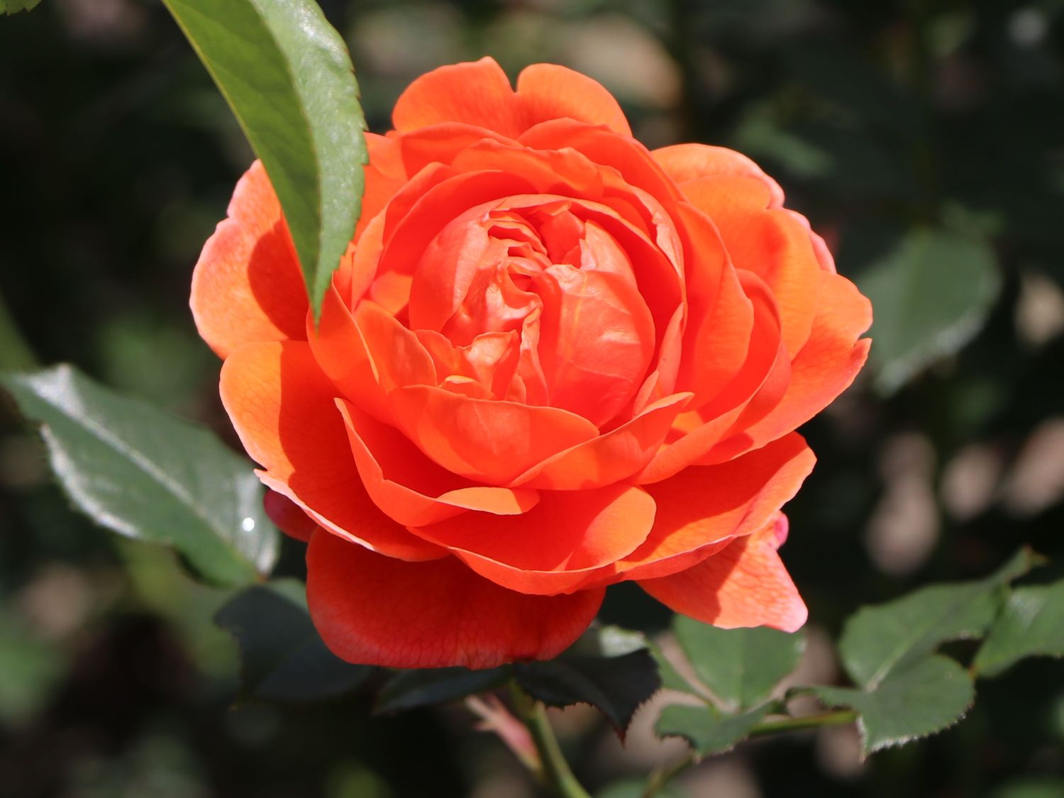 Englische Strauchrose 'Summer Song' - Rosa 'Summer Song'