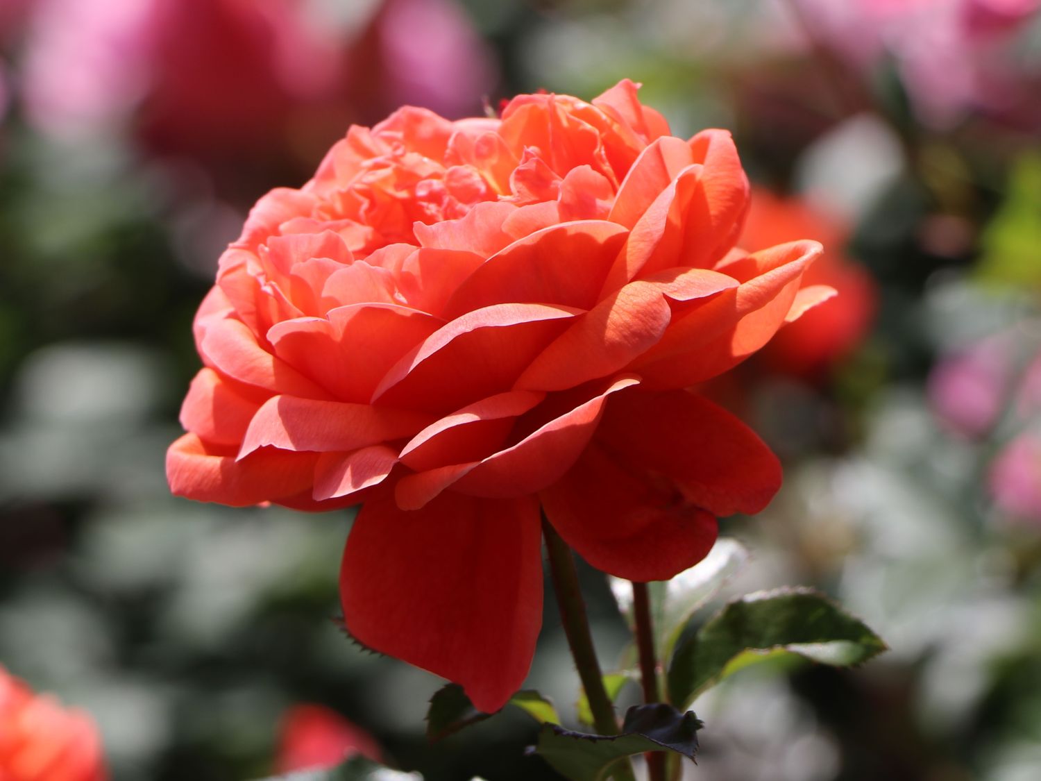 Englische Strauchrose 'Summer Song' - Rosa 'Summer Song'