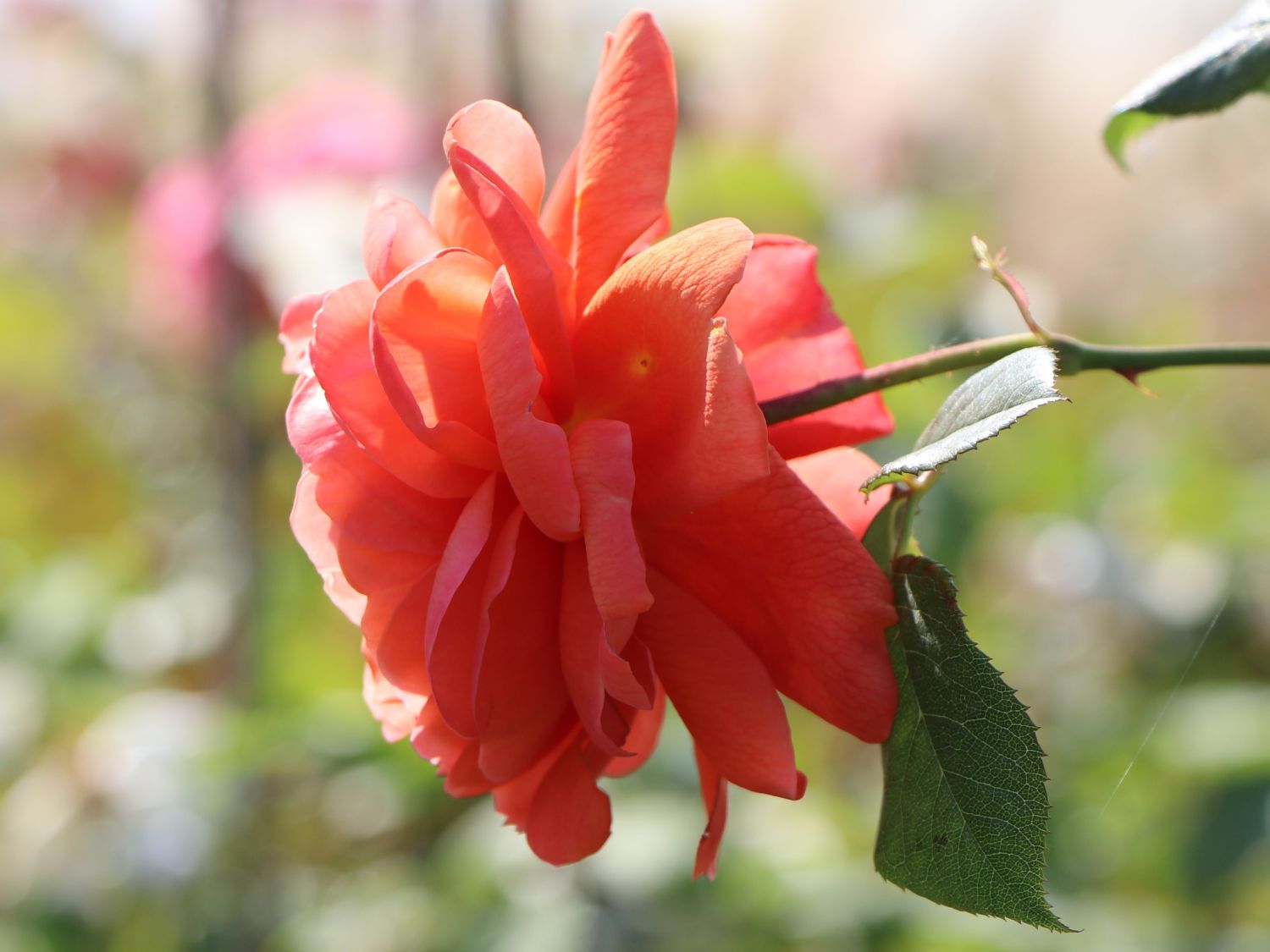 Englische Strauchrose 'Summer Song' - Rosa 'Summer Song'