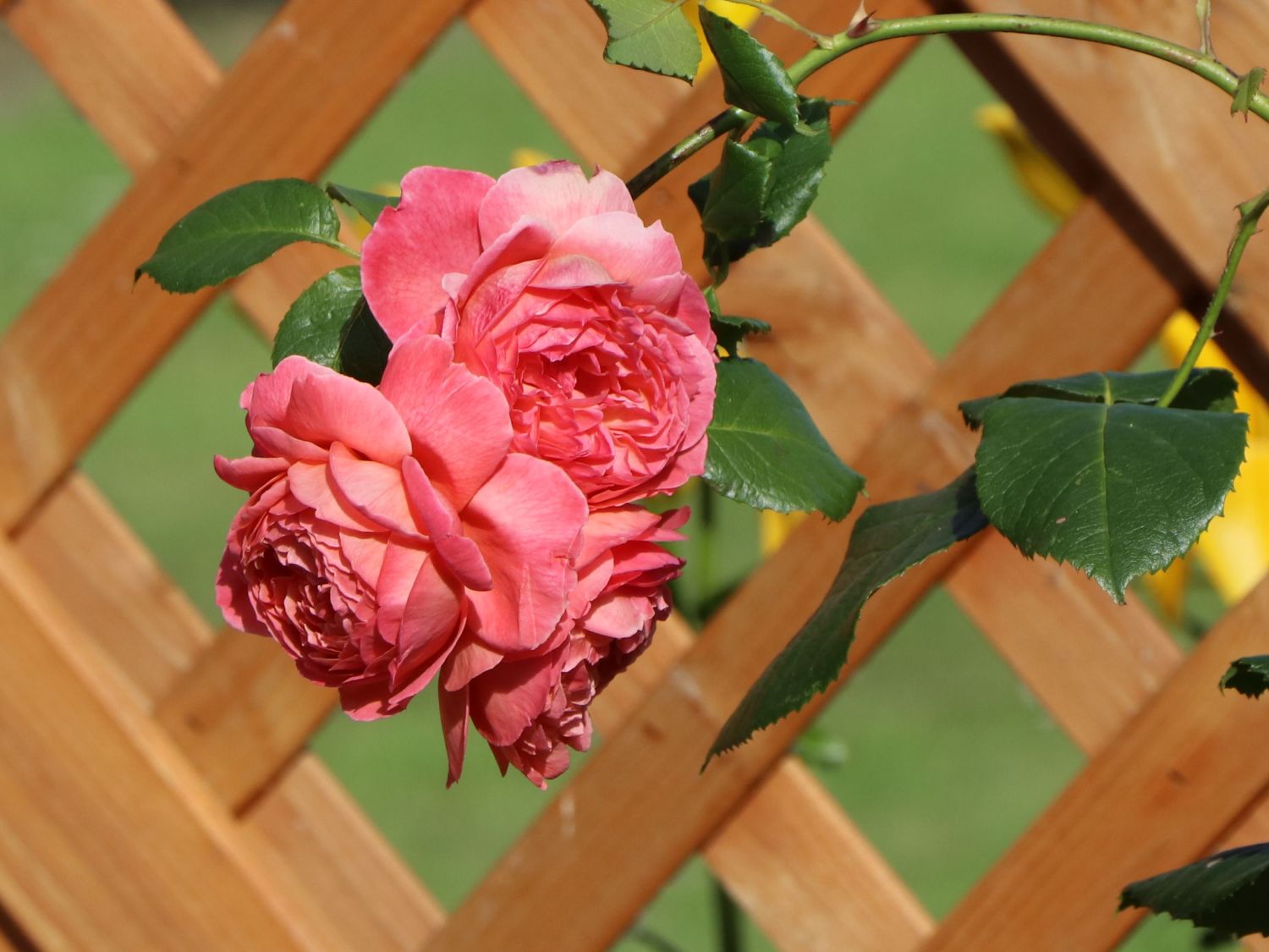 Englische Strauchrose 'Summer Song' - Rosa 'Summer Song'