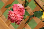 Englische Strauchrose 'Summer Song' - Rosa 'Summer Song'