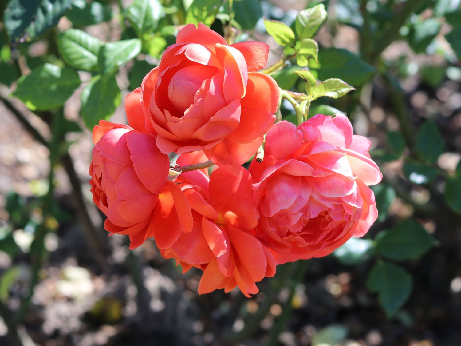 Englische Strauchrose 'Summer Song' - Rosa 'Summer Song'