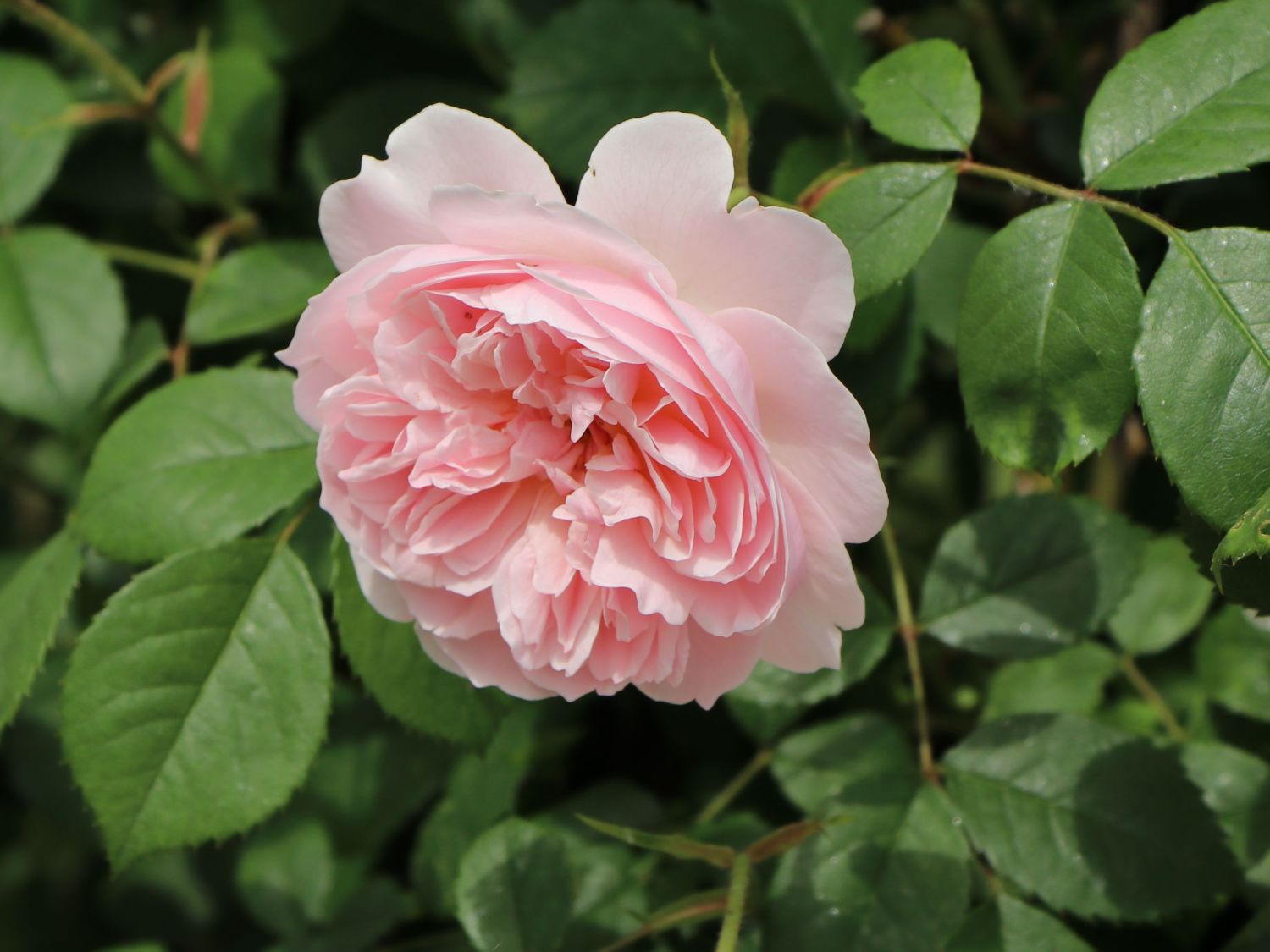 Englische Strauchrose 'Wisley 2008'