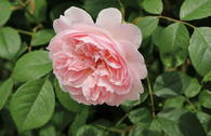 Englische Strauchrose 'Wisley 2008'