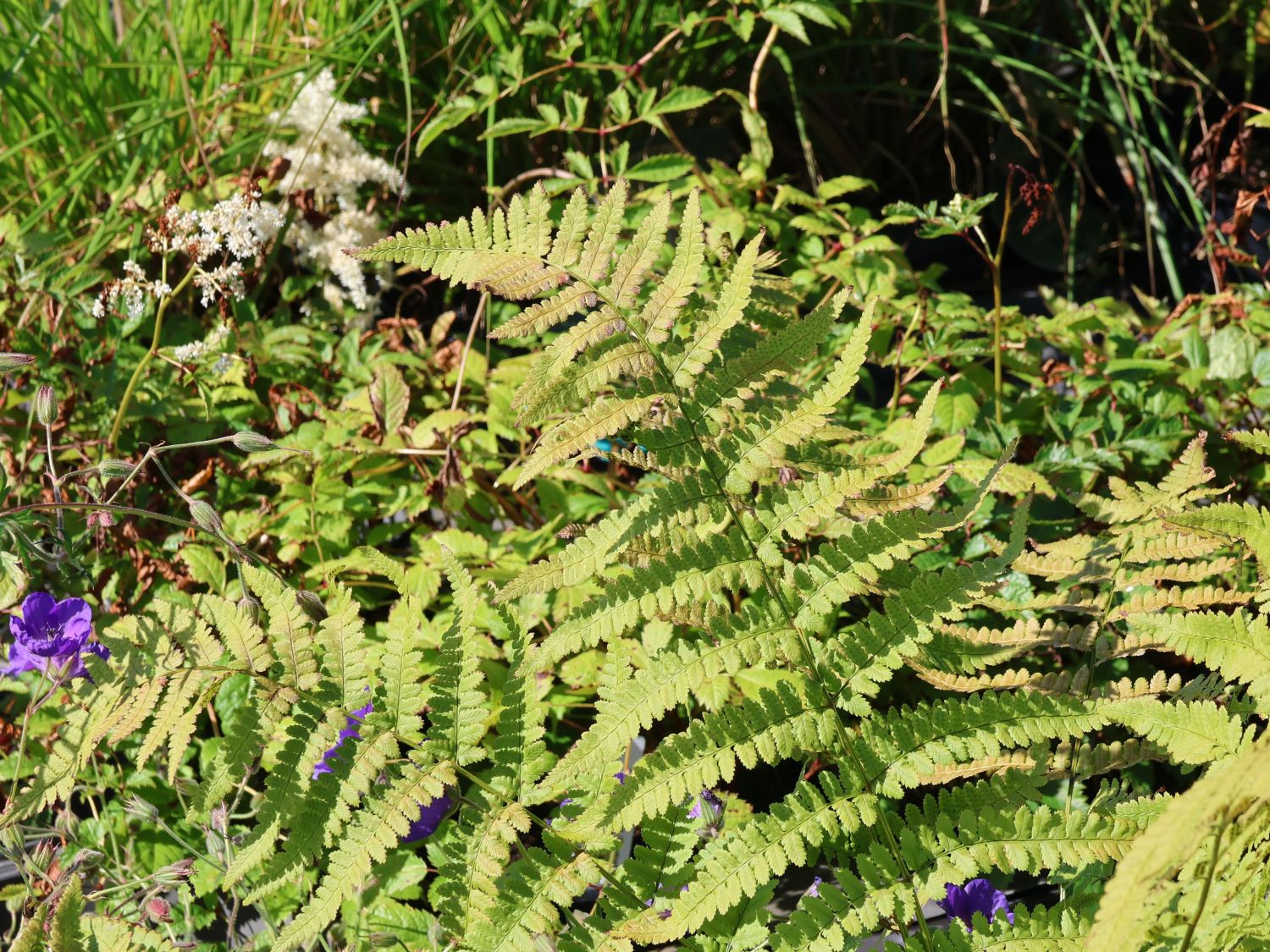 Entferntfiedriger Dornfarn