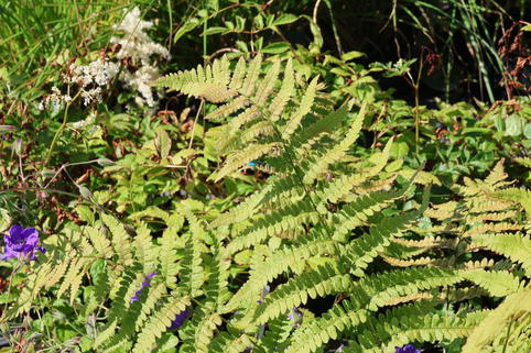 Entferntfiedriger Dornfarn - Dryopteris remota