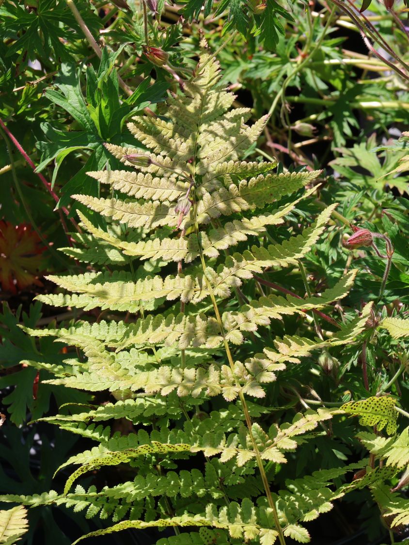 Entferntfiedriger Dornfarn - Dryopteris remota
