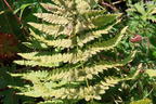 Entferntfiedriger Dornfarn - Dryopteris remota