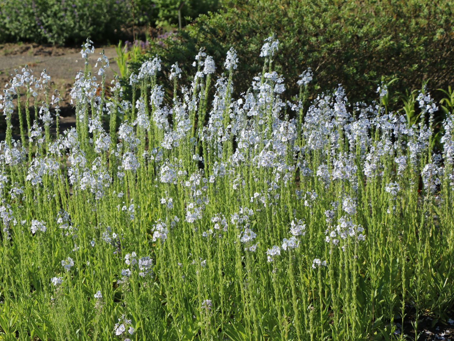 Enzianblättriger Ehrenpreis