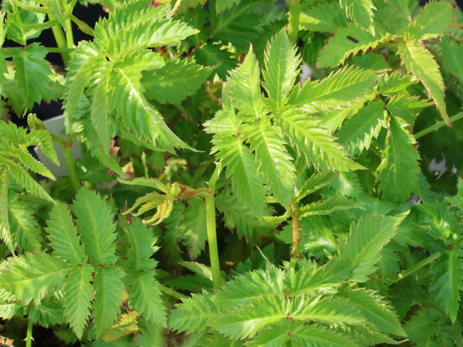 Erdbeer-Himbeere - Rubus illecebrosus