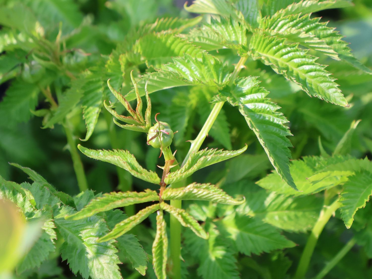 Erdbeer-Himbeere - Rubus illecebrosus