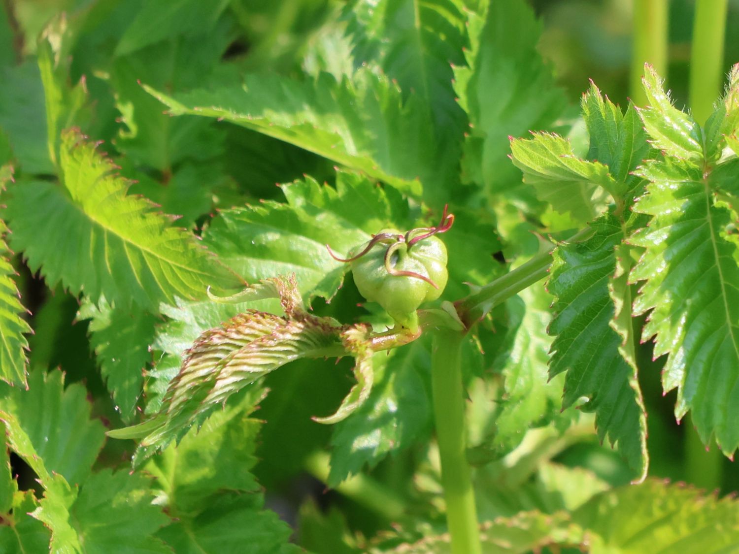 Erdbeer-Himbeere - Rubus illecebrosus