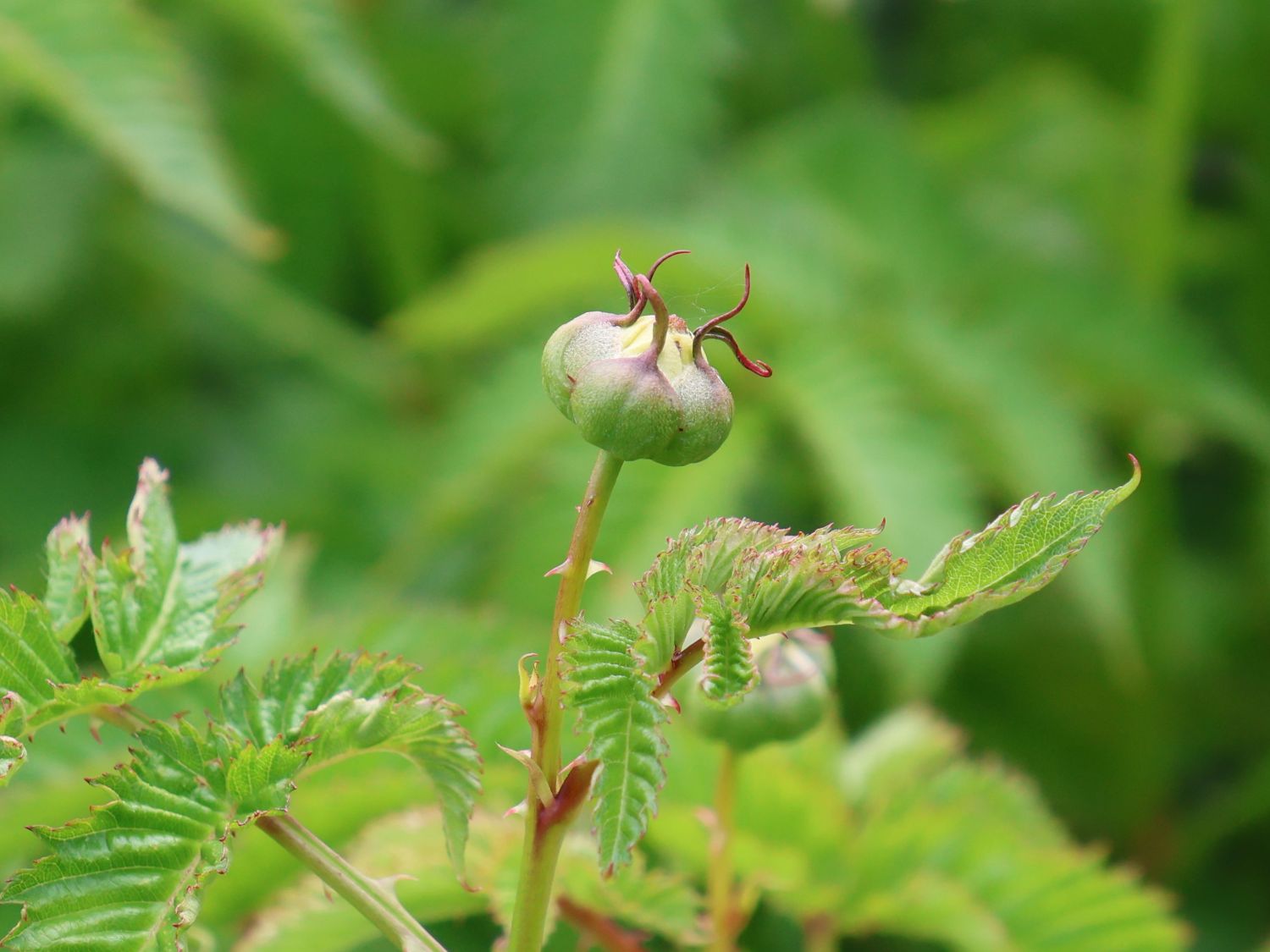 Erdbeer-Himbeere - Rubus illecebrosus