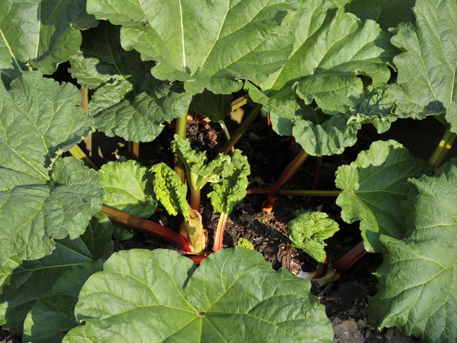 Erdbeer-Rhabarber / Himbeer-Rhabarber 'Frambozen Rood' - Rheum x hybridum 'Frambozen Rood'