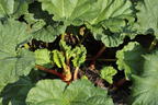 Erdbeer-Rhabarber / Himbeer-Rhabarber 'Frambozen Rood' - Rheum x hybridum 'Frambozen Rood'