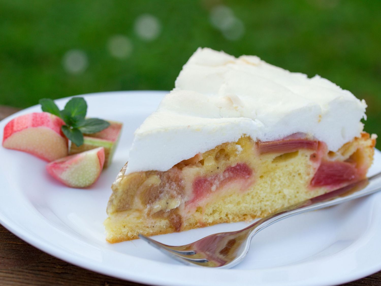 Erdbeer-Rhabarber / Himbeer-Rhabarber 'Frambozen Rood' - Rheum x hybridum 'Frambozen Rood'