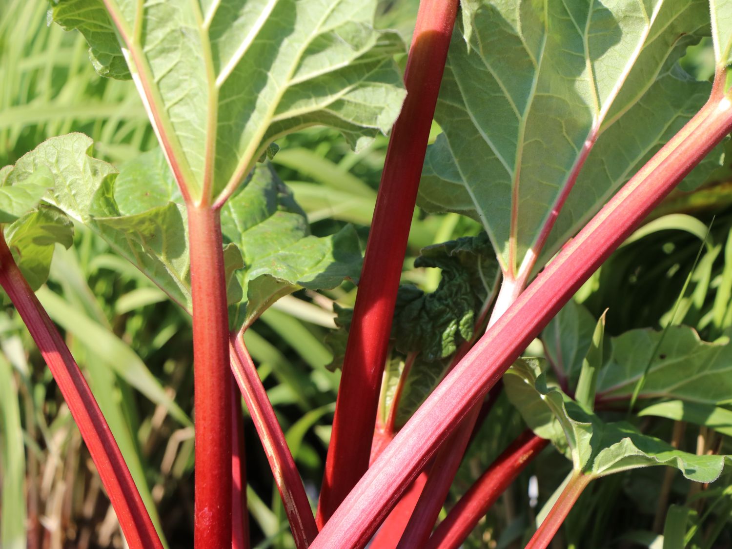Erdbeer-Rhabarber / Himbeer-Rhabarber 'Frambozen Rood' - Rheum x hybridum 'Frambozen Rood'