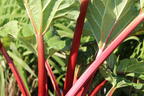 Erdbeer-Rhabarber / Himbeer-Rhabarber 'Frambozen Rood' - Rheum x hybridum 'Frambozen Rood'