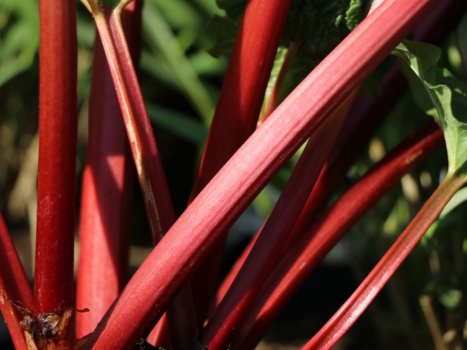 Erdbeer-Rhabarber / Himbeer-Rhabarber 'Frambozen Rood' - Rheum x hybridum 'Frambozen Rood'