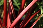 Erdbeer-Rhabarber / Himbeer-Rhabarber 'Frambozen Rood' - Rheum x hybridum 'Frambozen Rood'