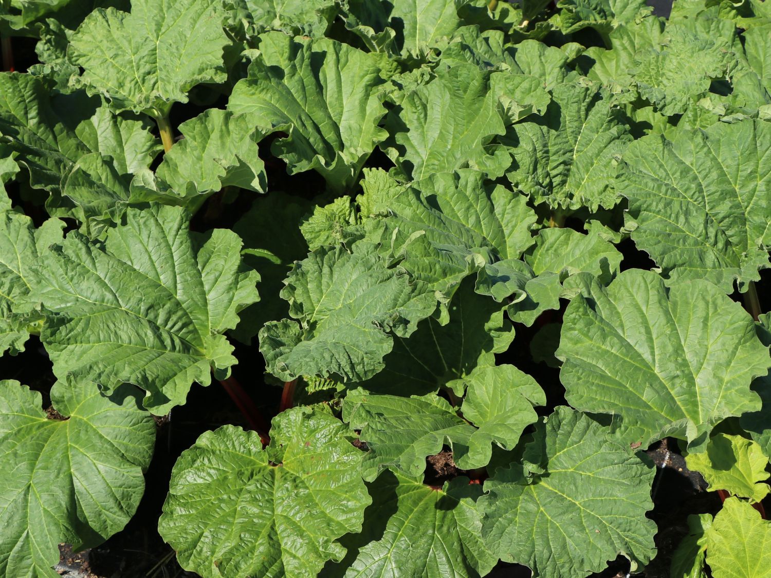 Erdbeer-Rhabarber / Himbeer-Rhabarber 'Frambozen Rood' - Rheum x hybridum 'Frambozen Rood'