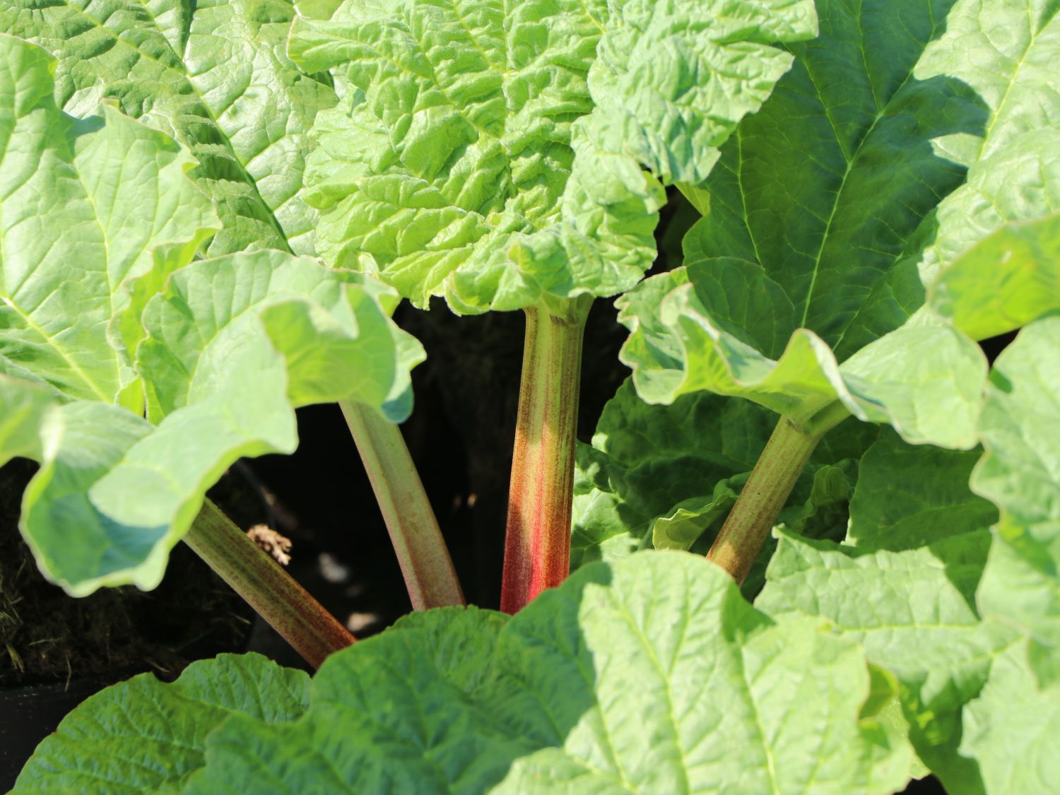 Erdbeer-Rhabarber / Himbeer-Rhabarber 'Frambozen Rood' - Rheum x hybridum 'Frambozen Rood'