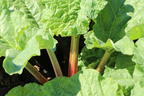 Erdbeer-Rhabarber / Himbeer-Rhabarber 'Frambozen Rood' - Rheum x hybridum 'Frambozen Rood'