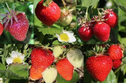 Erdbeer-Pflanzpaket aus 10 Pflanzen - Frische Früchte über einen langen Zeitraum!